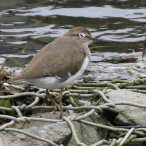 Actitis hypoleucos at Monash, ACT - 11 Jan 2022