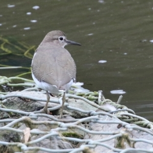 Actitis hypoleucos at Monash, ACT - 11 Jan 2022