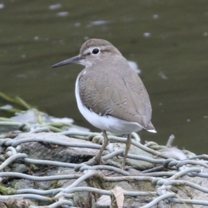 Actitis hypoleucos at Monash, ACT - 11 Jan 2022