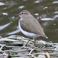 Actitis hypoleucos at Monash, ACT - 11 Jan 2022 11:13 AM