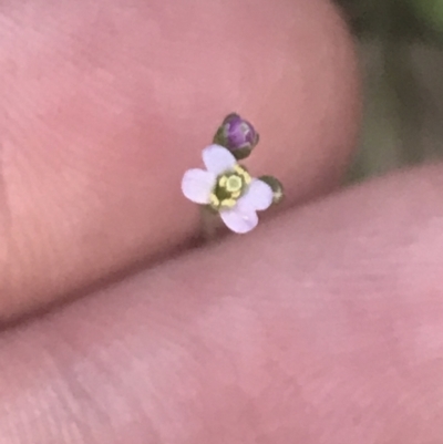 Cardamine sp. (Bittercress) at Booth, ACT - 2 Jan 2022 by Tapirlord