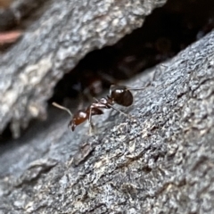 Papyrius nitidus (Shining Coconut Ant) at Macarthur, ACT - 10 Jan 2022 by RAllen