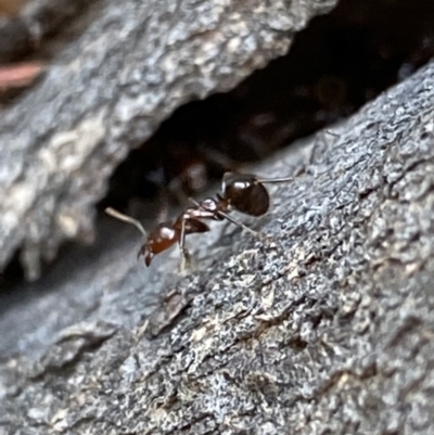 Papyrius nitidus (Shining Coconut Ant) at Macarthur, ACT - 11 Jan 2022 by RAllen