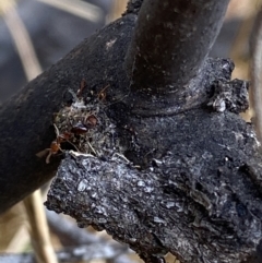 Papyrius nitidus at suppressed - 11 Jan 2022