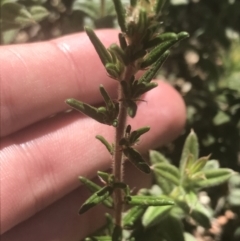 Unidentified Other Shrub (TBC) at Booth, ACT - 1 Jan 2022 by Tapirlord