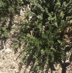 Pomaderris phylicifolia subsp. ericoides at Booth, ACT - 2 Jan 2022