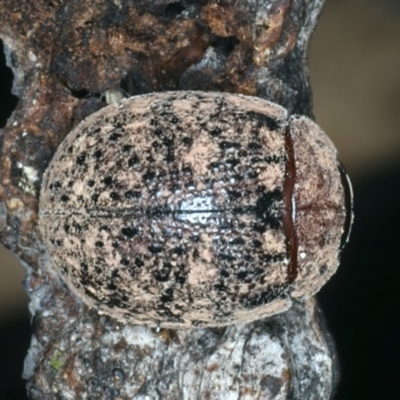 Trachymela sp. (genus) (Brown button beetle) at QPRC LGA - 9 Jan 2022 by jbromilow50