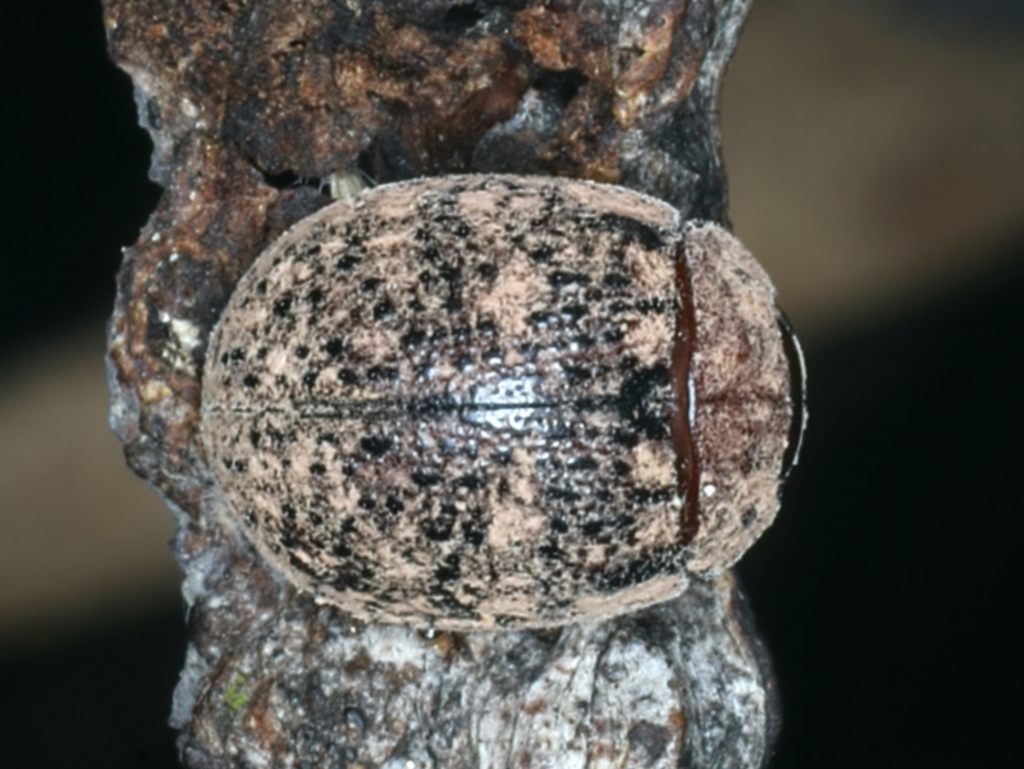 Trachymela sp. (genus) at Mulloon, NSW - 10 Jan 2022
