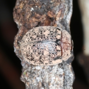 Trachymela sp. (genus) at Mulloon, NSW - 10 Jan 2022