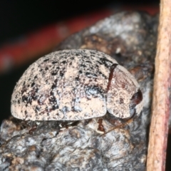 Trachymela sp. (genus) at Mulloon, NSW - 10 Jan 2022 10:27 AM