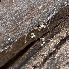 Acrodipsas myrmecophila (Small Ant-blue Butterfly) at Macarthur, ACT - 11 Jan 2022 by RAllen