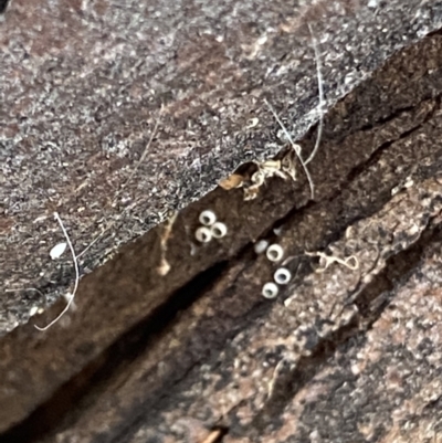 Acrodipsas myrmecophila (Small Ant-blue Butterfly) at Macarthur, ACT - 11 Jan 2022 by RAllen