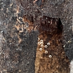 Acrodipsas myrmecophila at suppressed - 11 Jan 2022
