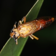 Pseudoperga sp. (genus) (Sawfly, Spitfire) at Monga, NSW - 10 Jan 2022 by jbromilow50