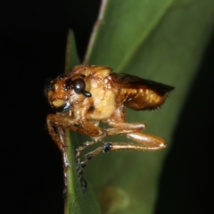Pseudoperga sp. (genus) at Monga, NSW - 10 Jan 2022