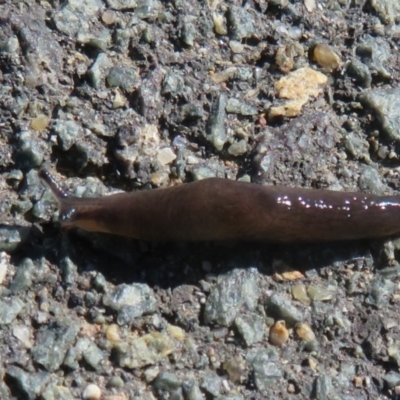 Deroceras laeve (Marsh Slug) at West Belconnen Pond - 31 Dec 2021 by Christine