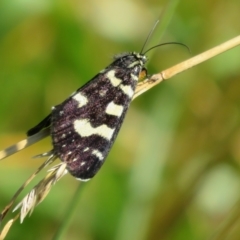 Phalaenoides tristifica (Willow-herb Day-moth) at Dunlop, ACT - 31 Dec 2021 by Christine