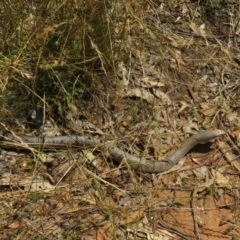 Pseudonaja textilis (Eastern Brown Snake) at Pialligo, ACT - 1 Jan 2022 by Christine