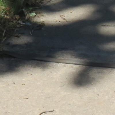 Pseudonaja textilis (Eastern Brown Snake) at Cotter Reserve - 2 Jan 2022 by Christine