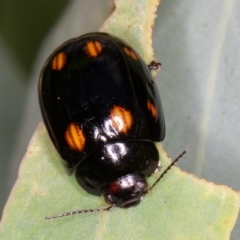 Paropsisterna octosignata (Eucalyptus leaf beetle) at Callum Brae - 10 Jan 2022 by rawshorty