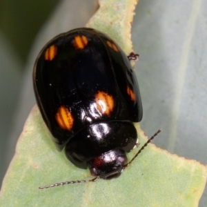 Paropsisterna octosignata at Jerrabomberra, ACT - 10 Jan 2022