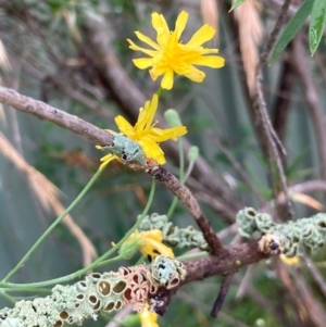 Crepis capillaris at Macquarie, ACT - 11 Jan 2022 04:57 PM