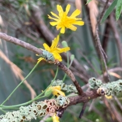 Crepis capillaris (Smooth Hawksbeard) at Macquarie, ACT - 11 Jan 2022 by Rosie