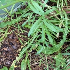 Crepis capillaris at Macquarie, ACT - 11 Jan 2022