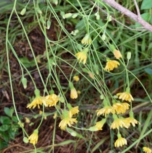 Crepis capillaris at Macquarie, ACT - 11 Jan 2022 04:57 PM