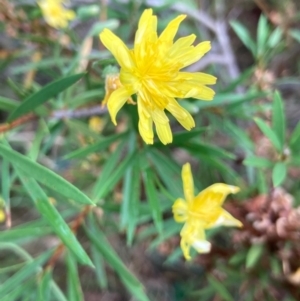 Crepis capillaris at Macquarie, ACT - 11 Jan 2022 04:57 PM