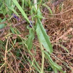 Crepis capillaris at Macquarie, ACT - 11 Jan 2022