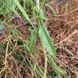 Crepis capillaris at Macquarie, ACT - 11 Jan 2022 04:57 PM