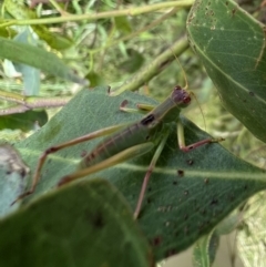 Caedicia simplex (Common Garden Katydid) at Murrumbateman, NSW - 11 Jan 2022 by SimoneC