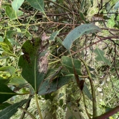 Caedicia simplex at Murrumbateman, NSW - 11 Jan 2022
