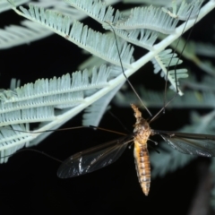 Leptotarsus (Macromastix) costalis (Common Brown Crane Fly) at Mulloon, NSW - 10 Jan 2022 by jb2602