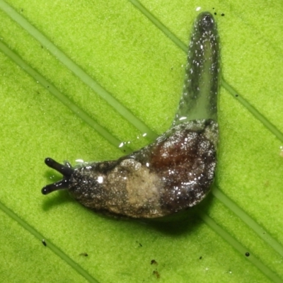 Cystopelta astra (Snowy Mountains Humpback Slug) at Acton, ACT - 7 Jan 2022 by TimL