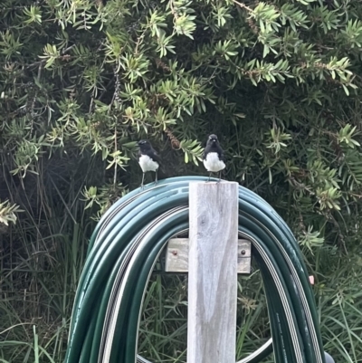 Rhipidura leucophrys (Willie Wagtail) at Murrumbateman, NSW - 10 Jan 2022 by SimoneC