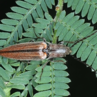 Elateridae sp. (family) (Unidentified click beetle) at Monga National Park - 10 Jan 2022 by jb2602