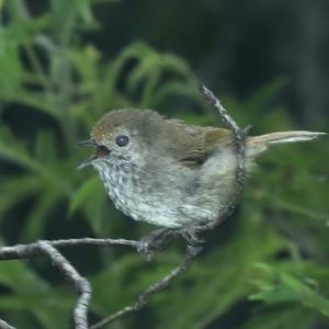 Acanthiza pusilla at Monga, NSW - 10 Jan 2022