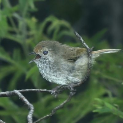 Acanthiza pusilla (Brown Thornbill) at Monga National Park - 10 Jan 2022 by jb2602