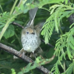 Acanthiza pusilla at Monga, NSW - 10 Jan 2022