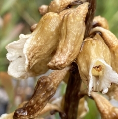 Gastrodia procera (Tall Potato Orchid) at Paddys River, ACT - 19 Dec 2021 by AJB