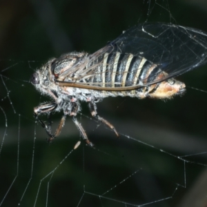 Atrapsalta furcilla at Hackett, ACT - 6 Jan 2022