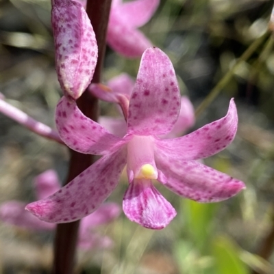 Dipodium roseum (Rosy Hyacinth Orchid) at Rendezvous Creek, ACT - 9 Jan 2022 by AJB