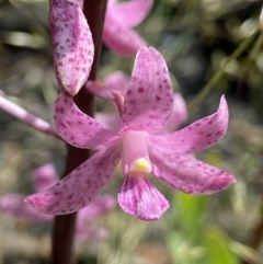 Dipodium roseum (Rosy hyacinth orchid) at Rendezvous Creek, ACT - 9 Jan 2022 by AJB