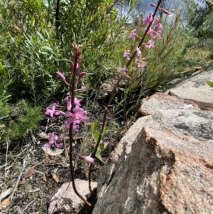 Dipodium roseum at Rendezvous Creek, ACT - 9 Jan 2022