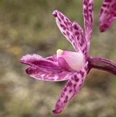 Dipodium punctatum (Blotched Hyacinth Orchid) at Deakin, ACT - 3 Jan 2022 by AJB