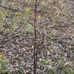 Dipodium punctatum at Deakin, ACT - 4 Jan 2022