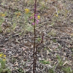 Dipodium punctatum at Deakin, ACT - suppressed