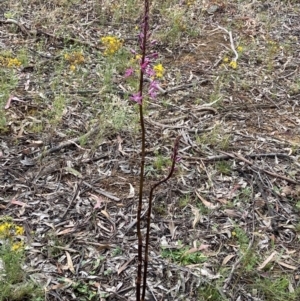 Dipodium punctatum at Deakin, ACT - suppressed